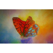 Kaart - Parelmoervlinder