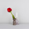 Wolvilten Tulp - Pien